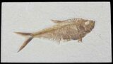Detailed, Diplomystus Fossil Fish - Wyoming #79056-1